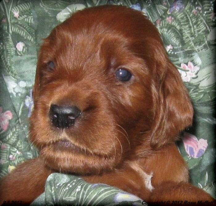 Ginger's Puppies