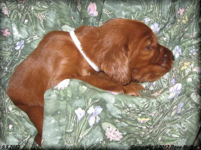 Ginger's Puppies