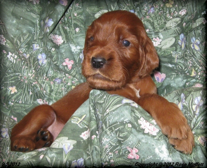Ginger's Puppies