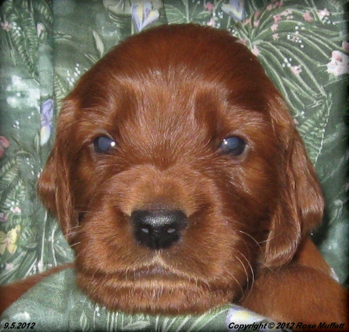 Ginger's Puppies