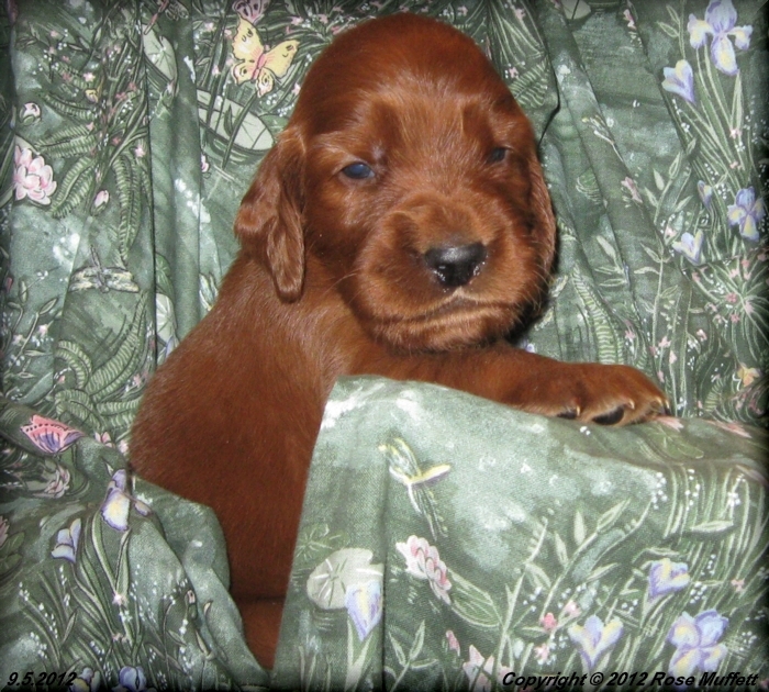 Ginger's Puppies