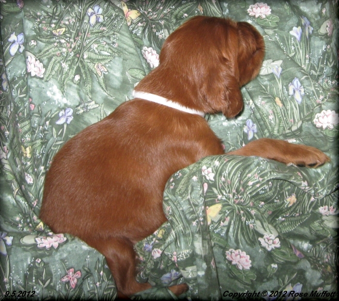 Ginger's Puppies