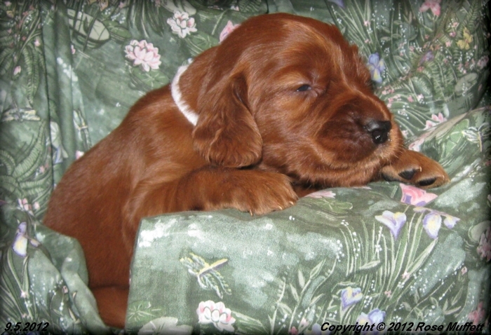Ginger's Puppies