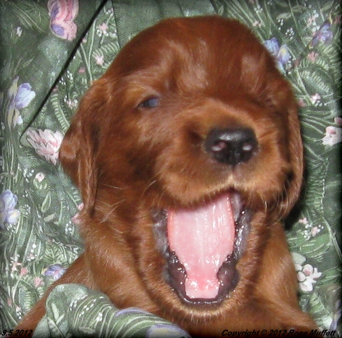 Ginger's Puppies