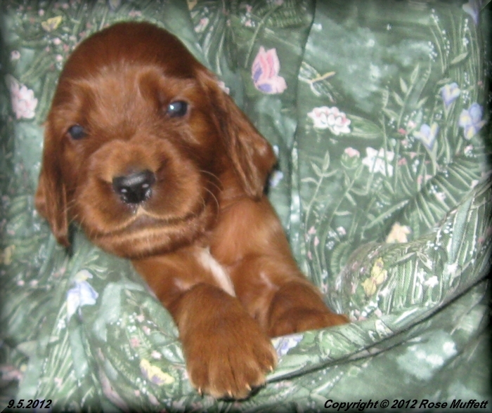 Ginger's Puppies