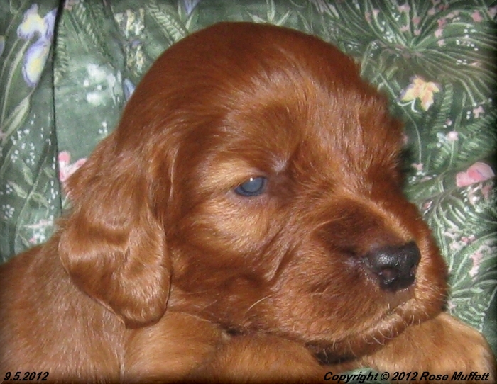 Ginger's Puppies