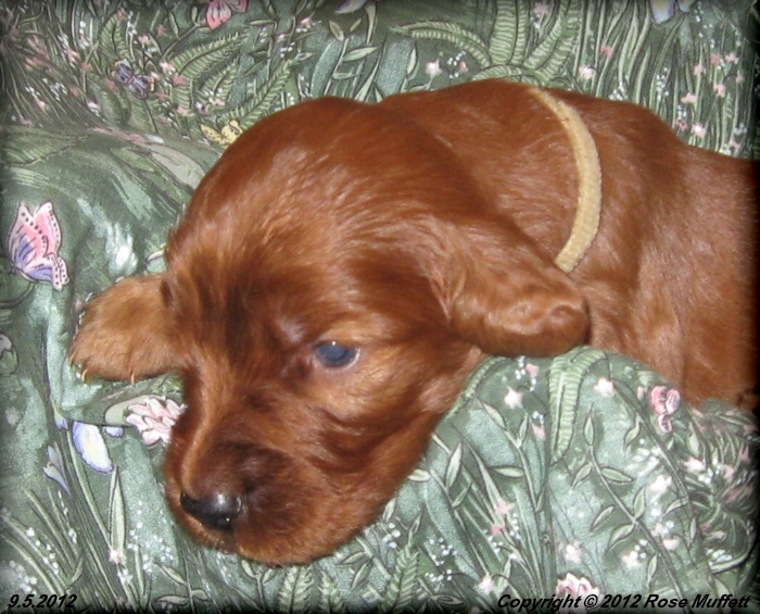 Ginger's Puppies