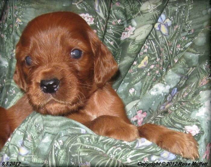 Ginger's Puppies