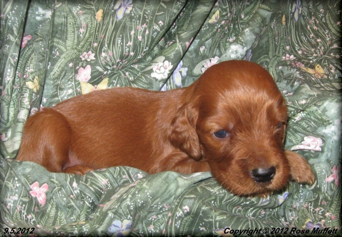 Ginger's Puppies