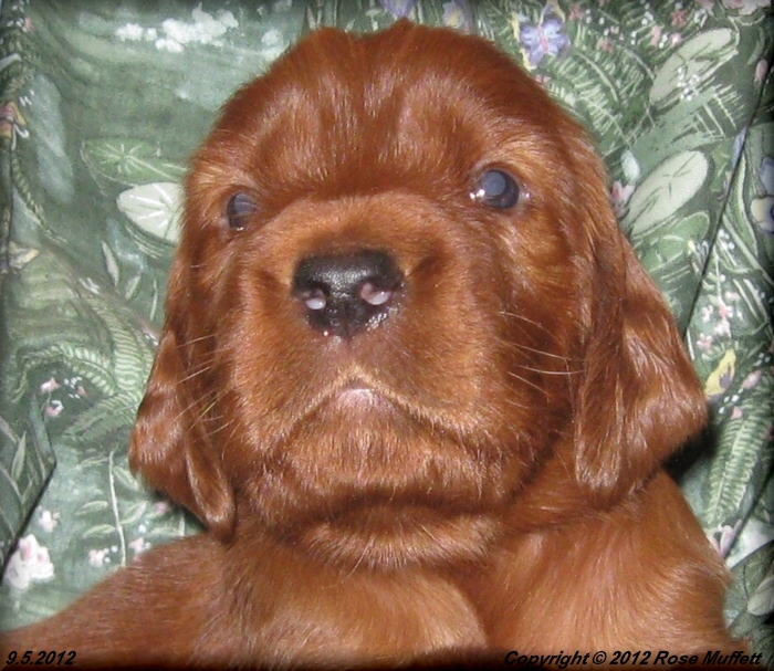 Ginger's Puppies