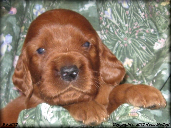 Ginger's Puppies