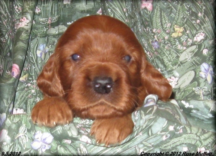 Ginger's Puppies