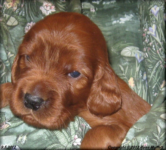 Ginger's Puppies