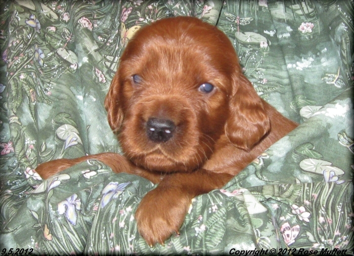 Ginger's Puppies