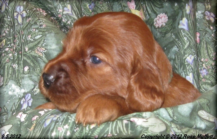 Ginger's Puppies