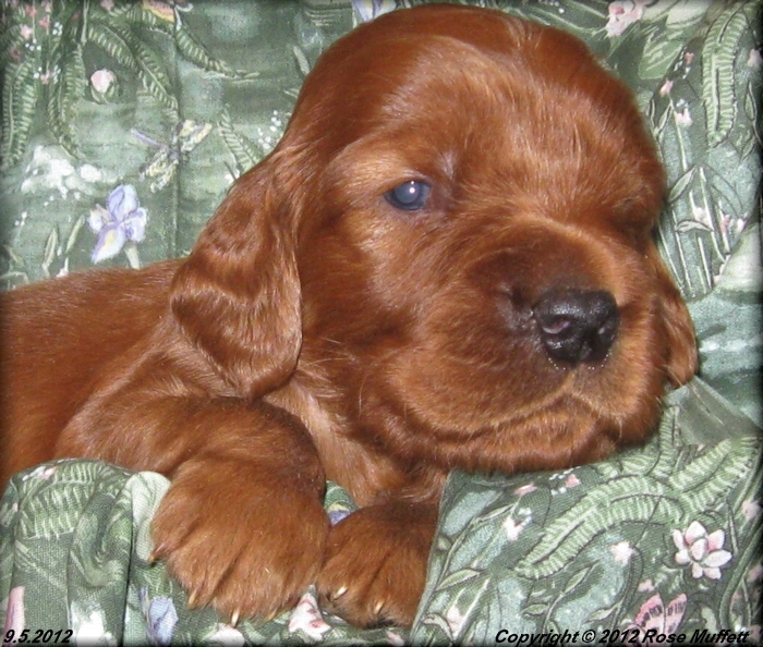 Ginger's Puppies