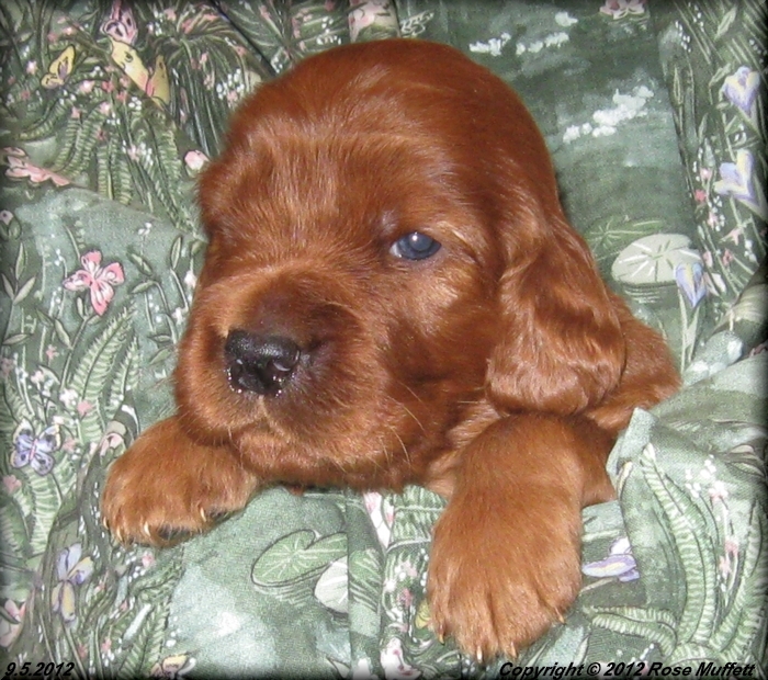 Ginger's Puppies