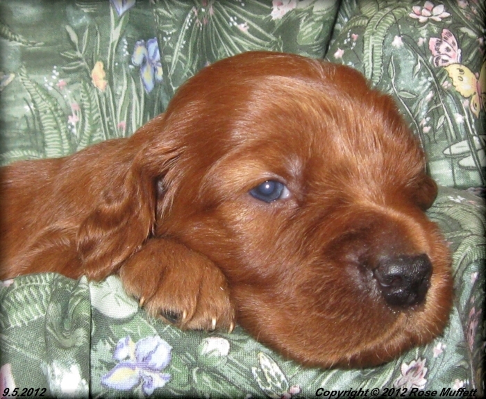 Ginger's Puppies