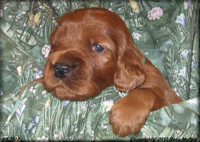 Ginger's Puppies