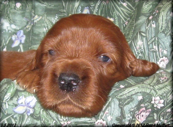 Ginger's Puppies