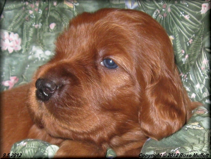 Ginger's Puppies