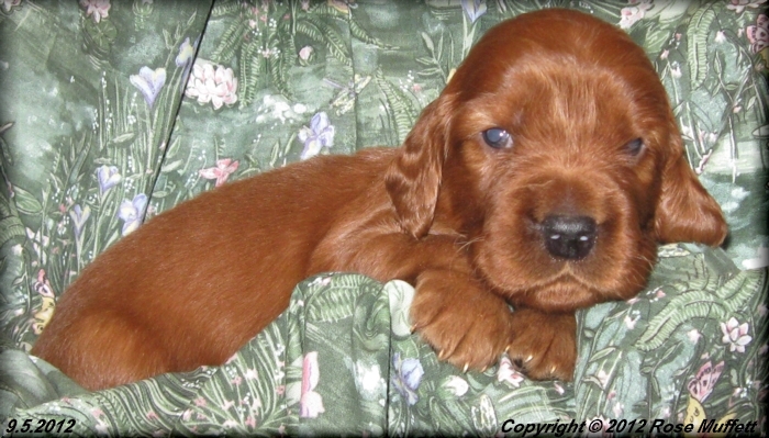 Ginger's Puppies