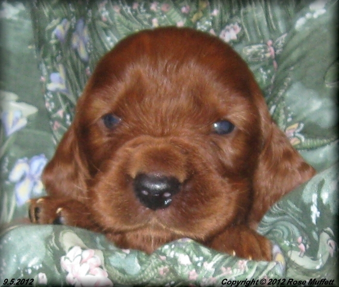 Ginger's Puppies