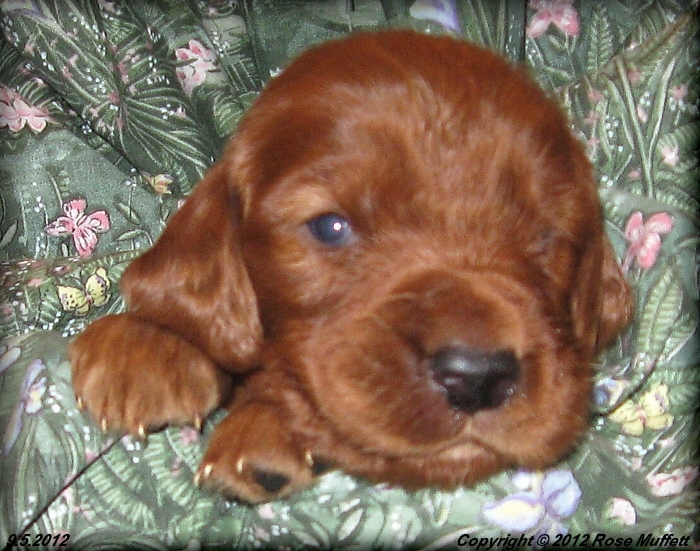 Ginger's Puppies