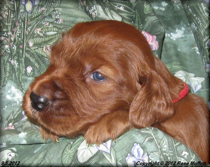 Ginger's Puppies