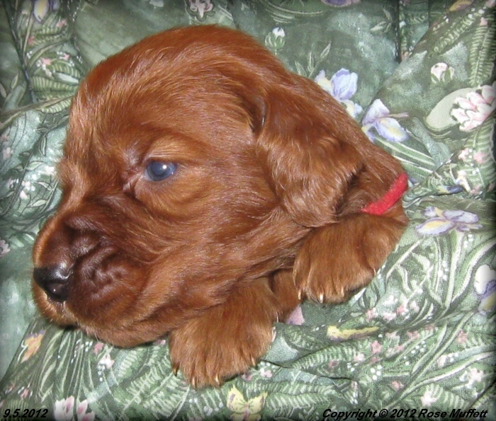Ginger's Puppies