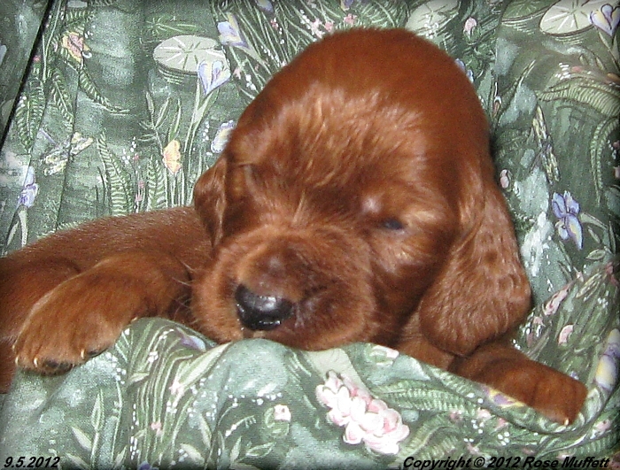 Ginger's Puppies