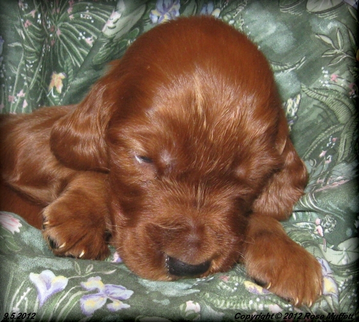 Ginger's Puppies