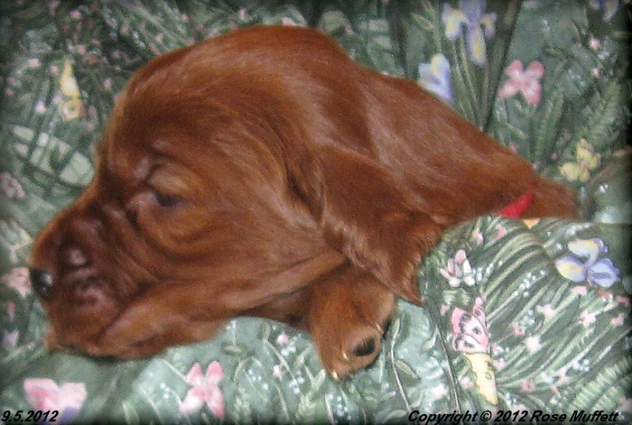 Ginger's Puppies