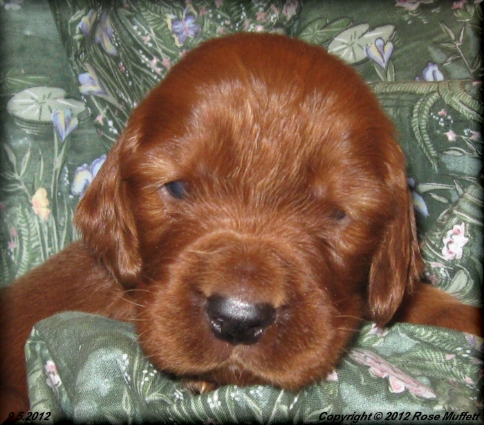 Ginger's Puppies