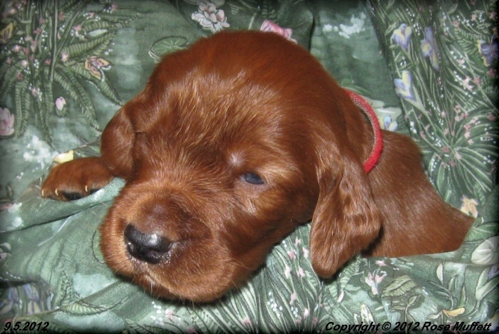 Ginger's Puppies