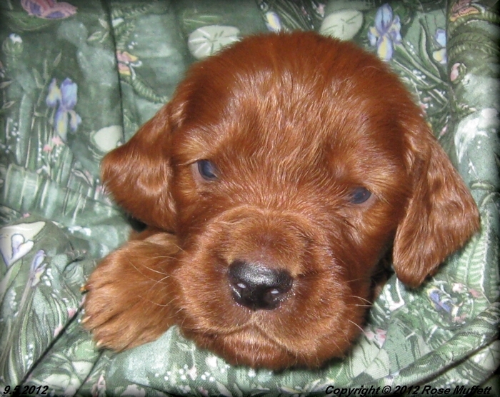 Ginger's Puppies