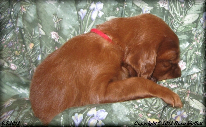 Ginger's Puppies