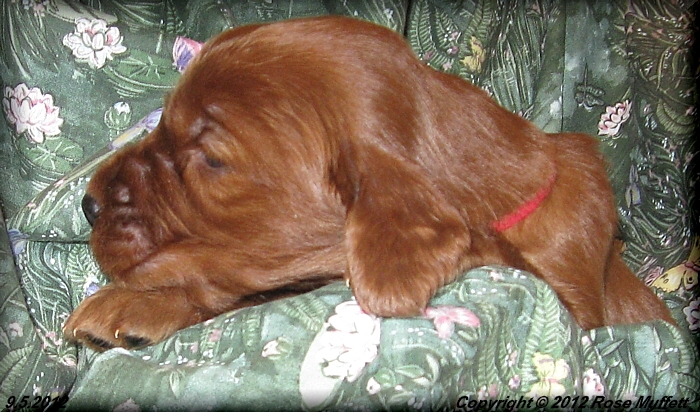 Ginger's Puppies
