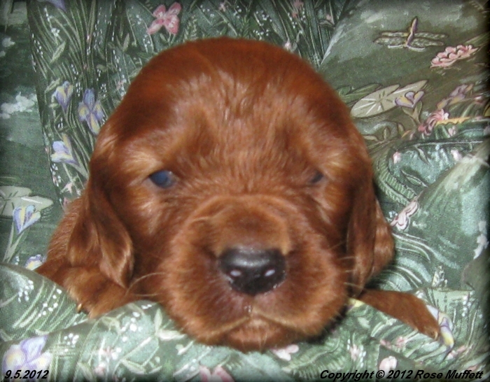 Ginger's Puppies
