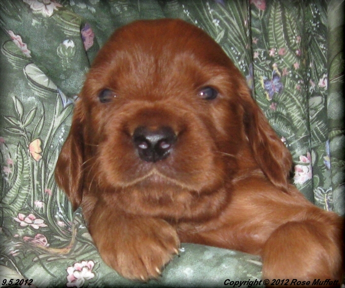 Ginger's Puppies