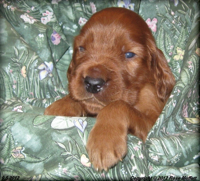 Ginger's Puppies