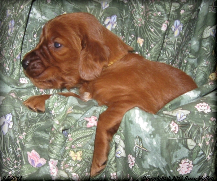 Ginger's Puppies