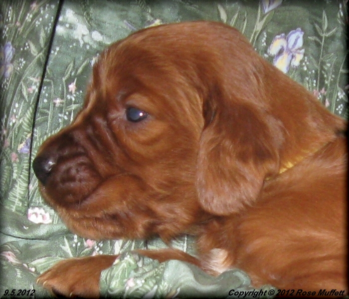 Ginger's Puppies