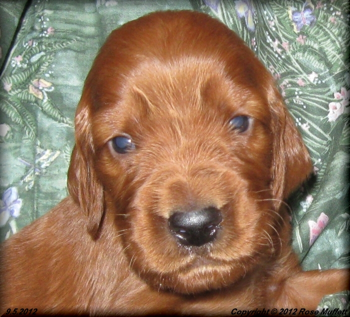 Ginger's Puppies
