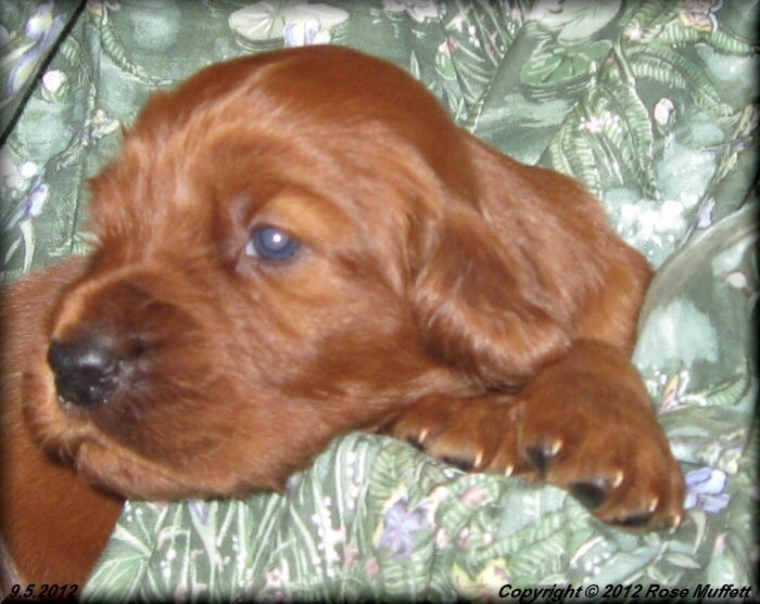 Ginger's Puppies