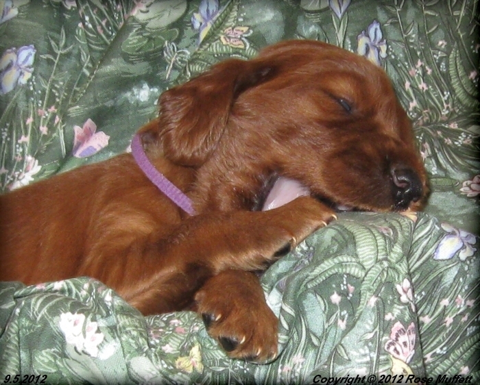 Ginger's Puppies