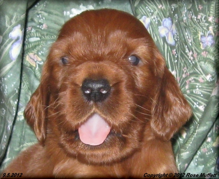 Ginger's Puppies