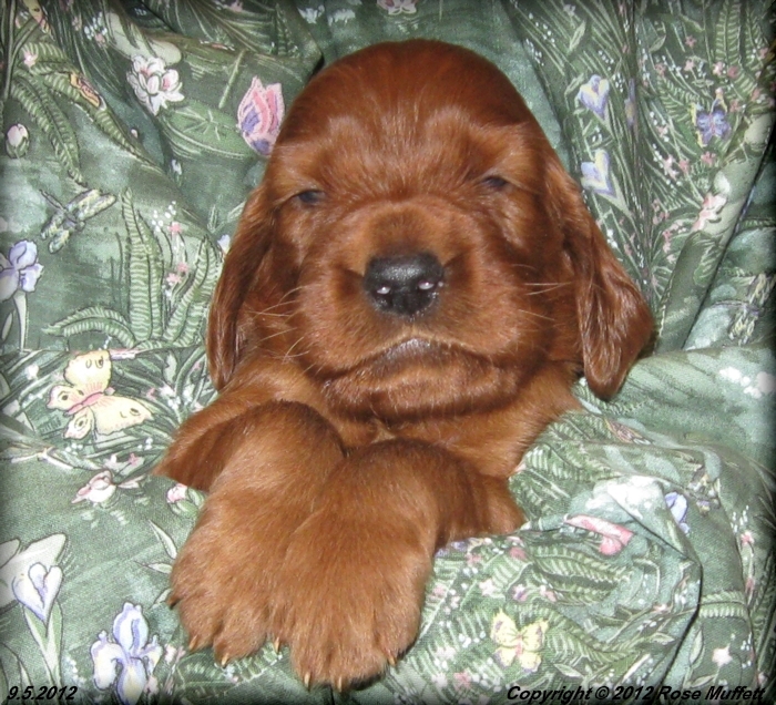 Ginger's Puppies