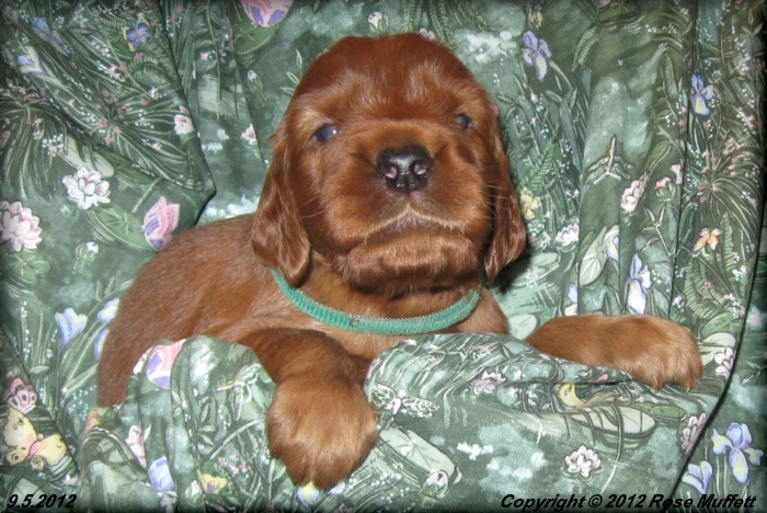 Ginger's Puppies