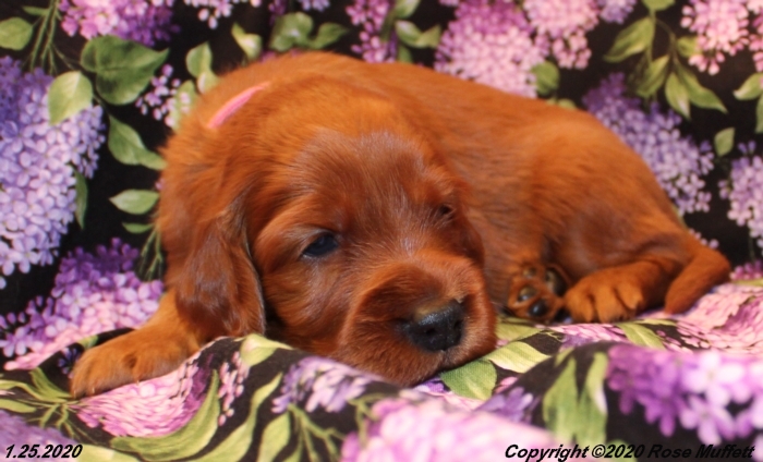 AKC Irish Setter Puppy For Sale